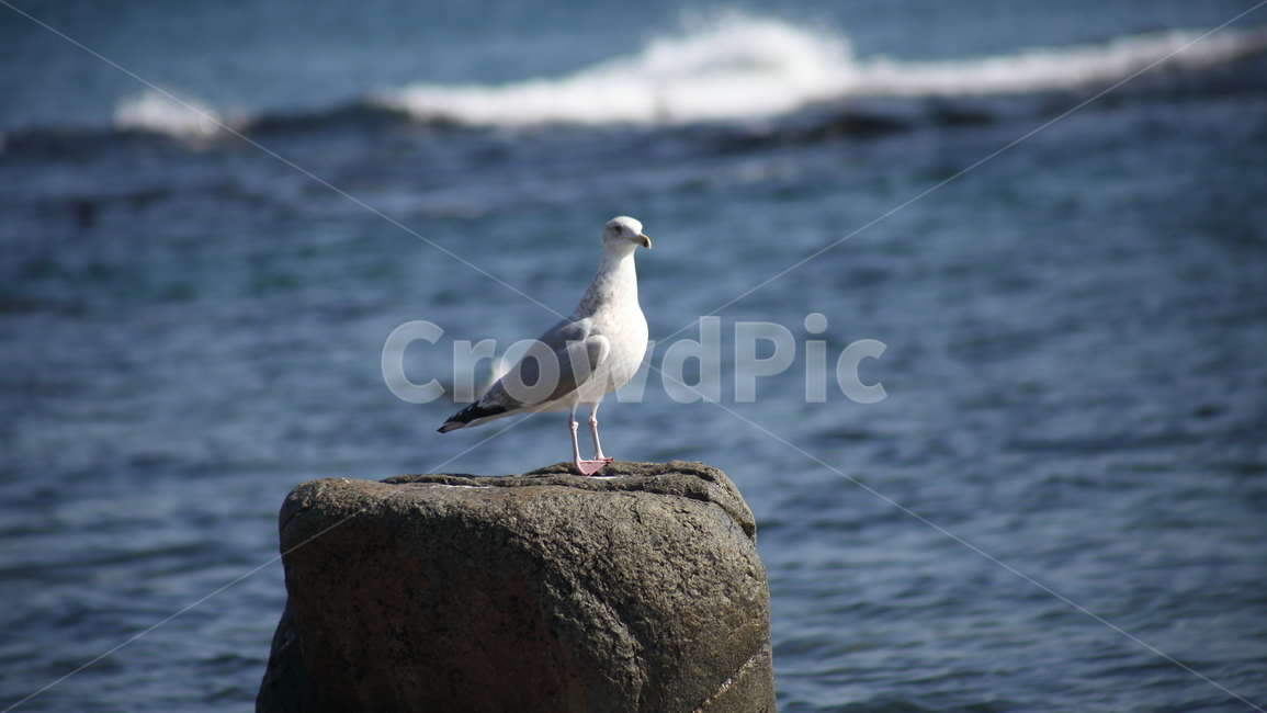 갈매기,바다새,대형조류,commongull,mewgull,laruscrassirostris,괭이갈매기,동물,animal,조류,새,birds