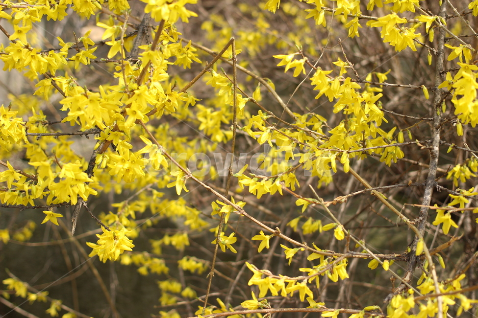 개나리,봄,개화,꽃봉오리,노랑꽃,인천대공원,자연,풍경,nature,landscape,식물,plants,꽃,flower,나무,trees,wood,plant,leaf,잎,tree
