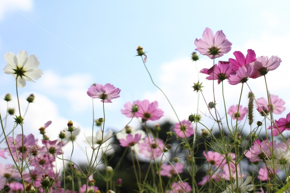 코스모스,꽃,가을,flower,풍경,picture,view,스냅,canon,100d,dslr,가을,계절,fall,autumn,season,식물,자연,plants,nature,꽃,flower,geranium,제라늄,plant,blossom