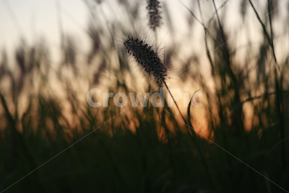 석양,식물,잔디,갈대,접사,plant,식물,자연,plants,nature