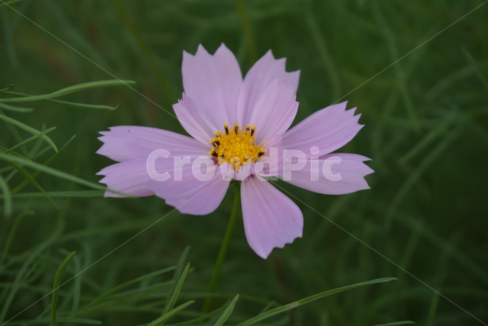 plant,식물,꽃,flower,국화,코스모스,가을