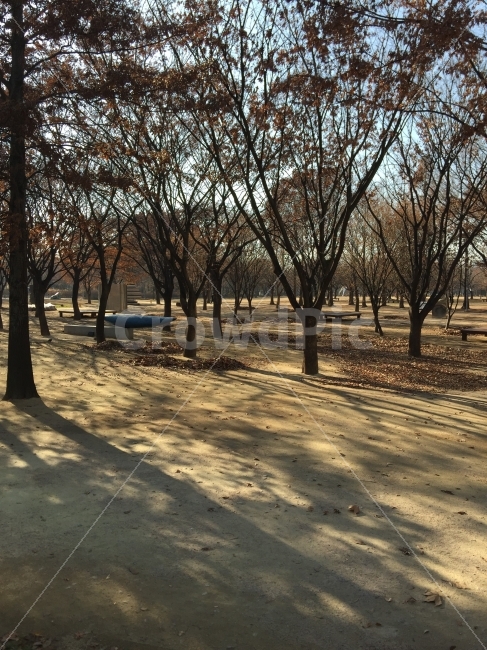 서울숲,숲,나무,겨울나무,늦가을,초겨울,가을,공원,오후,낙엽,흙,바닥,그림자,자연,풍경,nature,landscape,가을,계절,fall,autumn,season,tree,plant,식물,ground,tree trunk,나무 줄기,vegetation,초목