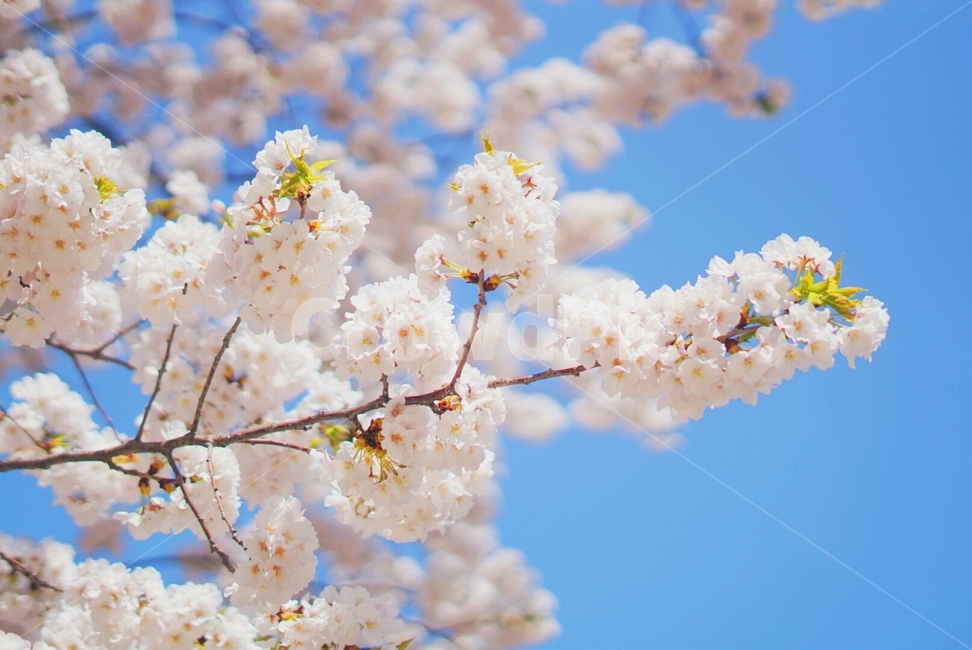 벚꽃,cherryblossom,하늘,꽃,봄,spring,sky,flower,봄,계절,spring,season,식물,자연,plants,nature,꽃,flower,plant