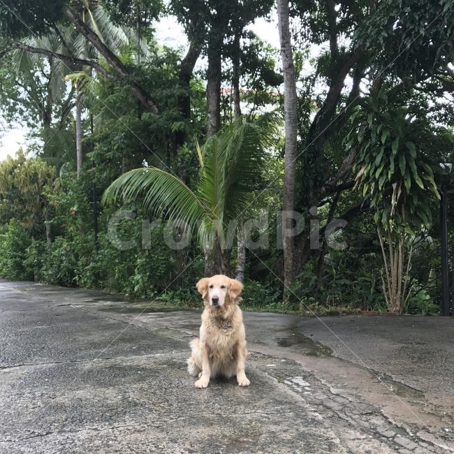 강아지,여행,반려견,동물,골든레트리버,동물,animal,포유류,mammal,개,강아지,dog,doggy