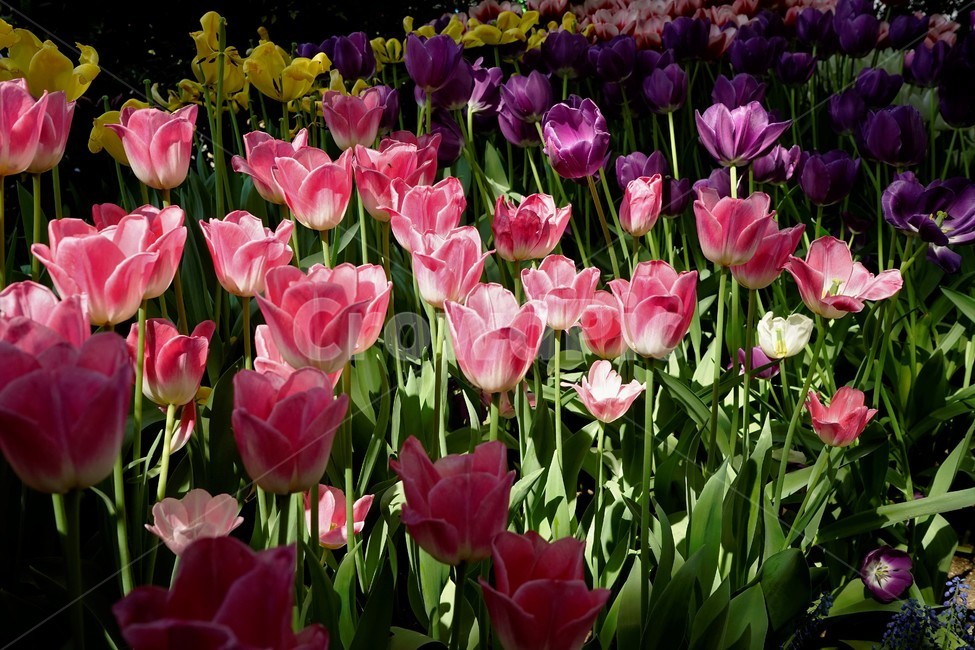 봄,봄꽃,화사함,자연,행복,힐링,bloom,colorful,floral,flower,gardenflowers,happymind,life,nature,plant,spring,식물,자연,plants,nature,꽃,flower