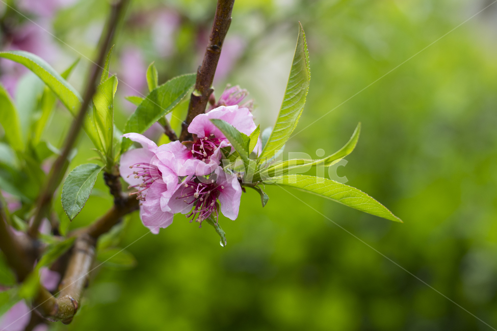 plant,식물,꽃,분홍색,봄,개화,초록색,벚꽃,식물,자연,plants,nature,꽃,flower