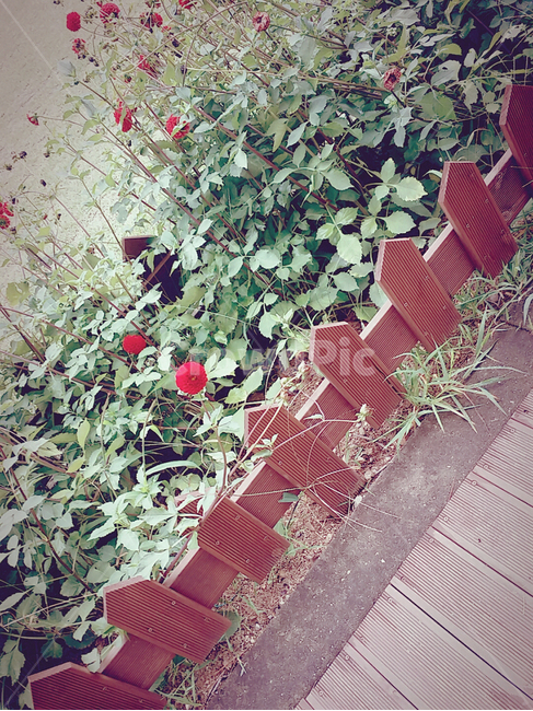 울타리,화단,꽃,마당,조경,식물,빨간꽃,붉은꽃,나무,원목,식물,자연,plants,nature,꽃,flower