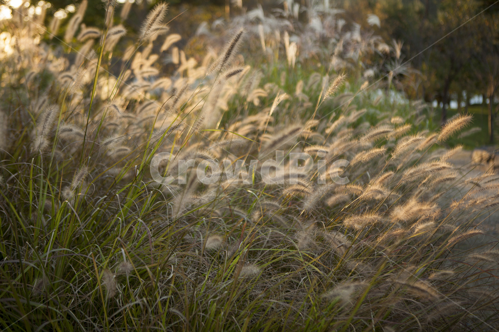 가을,풀잎,햇살,군락,강아지풀,식물,풍경,가을,계절,fall,autumn,season,식물,자연,plants,nature,grass,잔디,plant,lawn