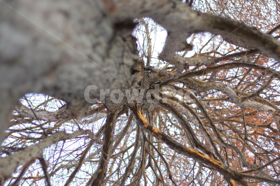 공원,나무,하늘,겨울,갈색,식물,자연,plants,nature,나무,trees,wood