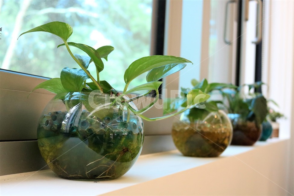 화분,병장식,스킨답서스,공기정화식물,창문,식물,식물,자연,plants,nature,실내용화초,화분,화초,house plant