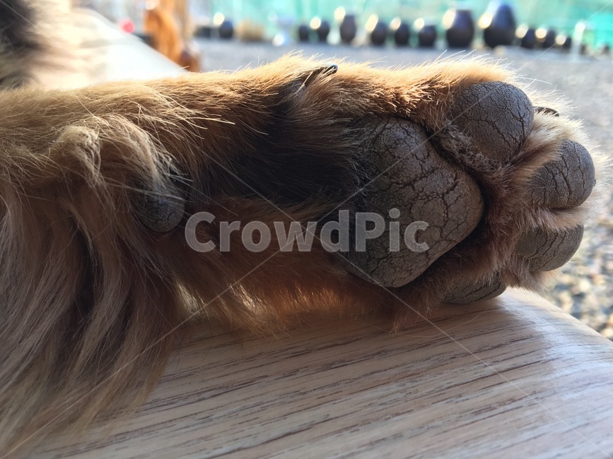 강아지발,강아지젤리,자갈,근접,장털,동물,animal,포유류,mammal,개,강아지,dog,doggy