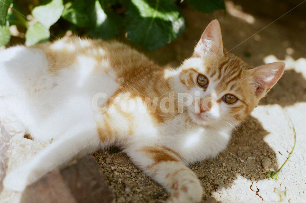 고양이,동물,새끼,길고양이,낮잠,여유,animal,cat,풍경,감성,감성사진,휴식,힐링,rest,relaxation,healing,포유류,mammal,kitten,kitty,귀여운,동물,animal,포유류,mammal,고양이,cat,kitten,kitty,감성,sensible,feeling,휴식,힐링,rest,relaxation,healing