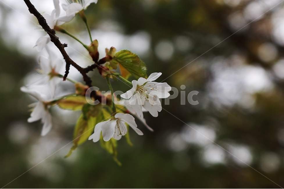 자연,꽃,벚꽃,벚꽃엔딩,flower,봄,계절,spring,season,식물,자연,plants,nature,꽃,flower,plant
