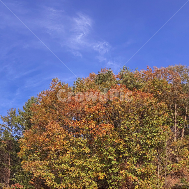 나무,단풍,가을,자연,풍경,fall,tree,landscape,가을,계절,fall,autumn,season,자연,풍경,nature,landscape,plant,식물