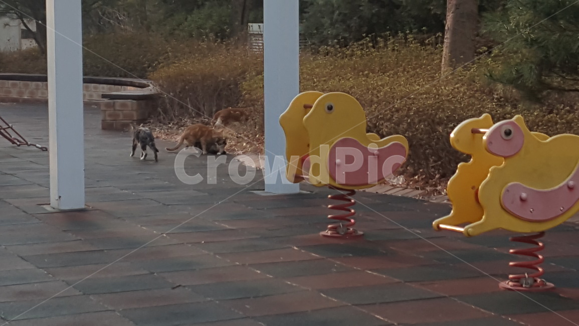 길,거리,고양이,길고양이,놀이터,cat