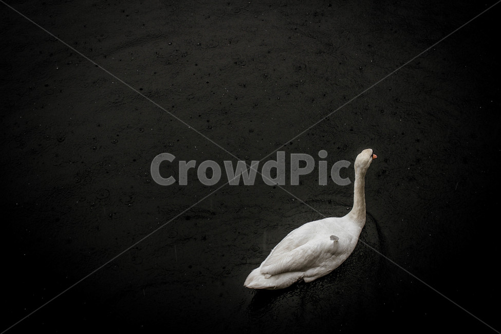 호수,lake,백조,swan,새,bird,동물,animal,풍경,landscape,동물,animal,조류,새,birds