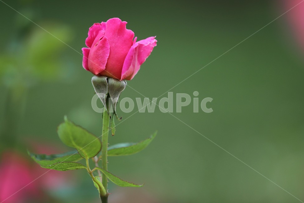 식물,꽃,장미,6월,rose