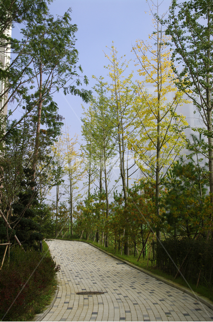 나무,풍경,길,식물,plant,가을,계절,fall,autumn,season,자연,풍경,nature,landscape,building,건물