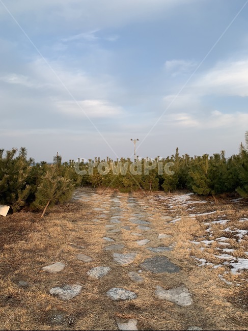 돌담,돌담길,나무,하늘,자연,구름,nature,cloud,sky,tree,겨울풍경,겨울,겨울,계절,winter,season,자연,풍경,nature,landscape,dirt road,흙길,road,도로,gravel,자갈,ground,바닥,plant,식물