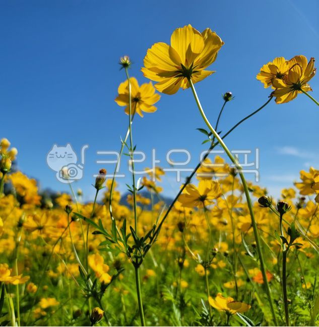 한강,코스모스,노랑,꽃,yellow,자연