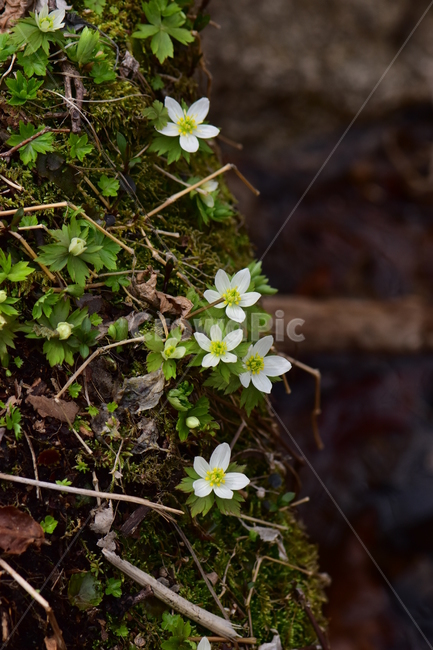 모데미풀,야생화,봄,꽃,풀꽃,자연,식물,식생,plants,nature,spring,season,flower