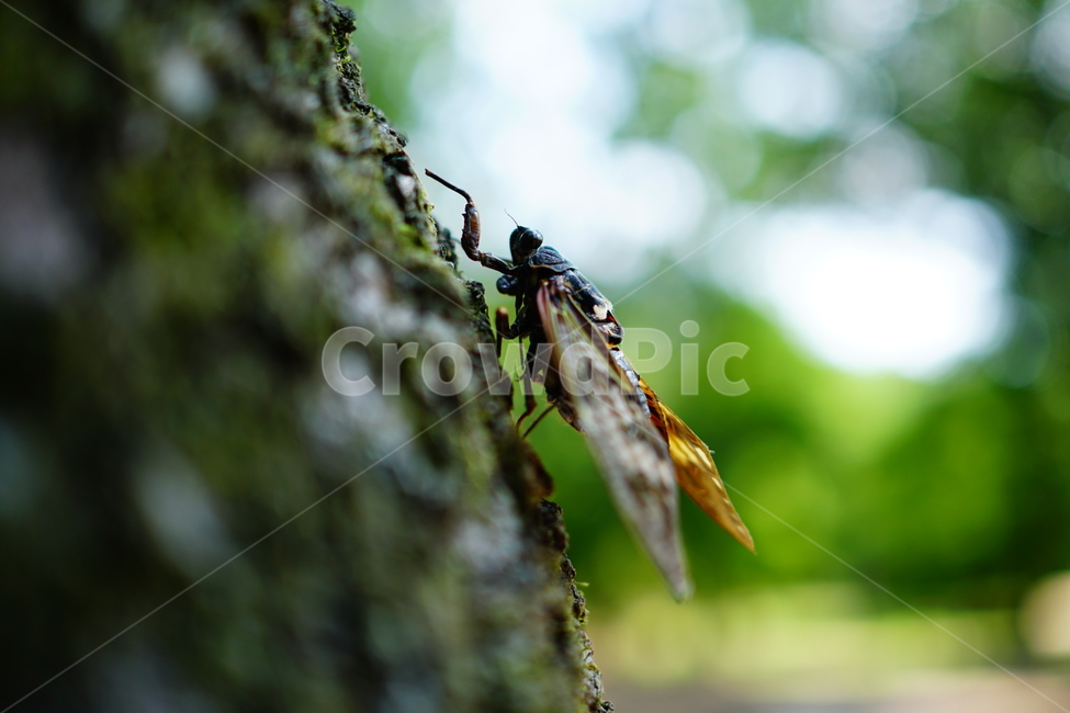 매미,곤충,벌레,자연,insect,cicada,nature,나무,tree,여름,8월,식물,숲,숲속,수목원,closeup,접사,summer,august,plants,동물,animal,곤충,벌레,insect,bug