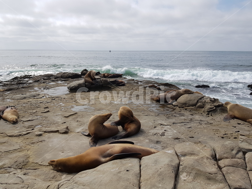물개,바다,미국,자연,풍경,파도,샌디에고,동물,animal,포유류,mammal