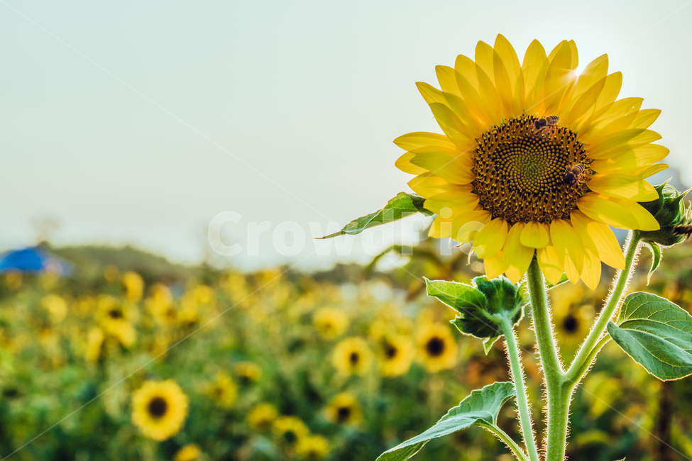 해바라기,들판,햇빛,sunflower,화사한,그린,green,sun,렌즈플레어,초록,꽃,flower,싱그러움,식물,자연,plants,nature,꽃,flower