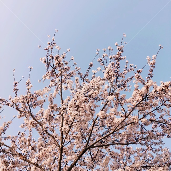 plant,식물,flower,꽃,color,색채,색감,pink,하늘,봄,sky,blue,벚꽃,cherryblossom,blossom