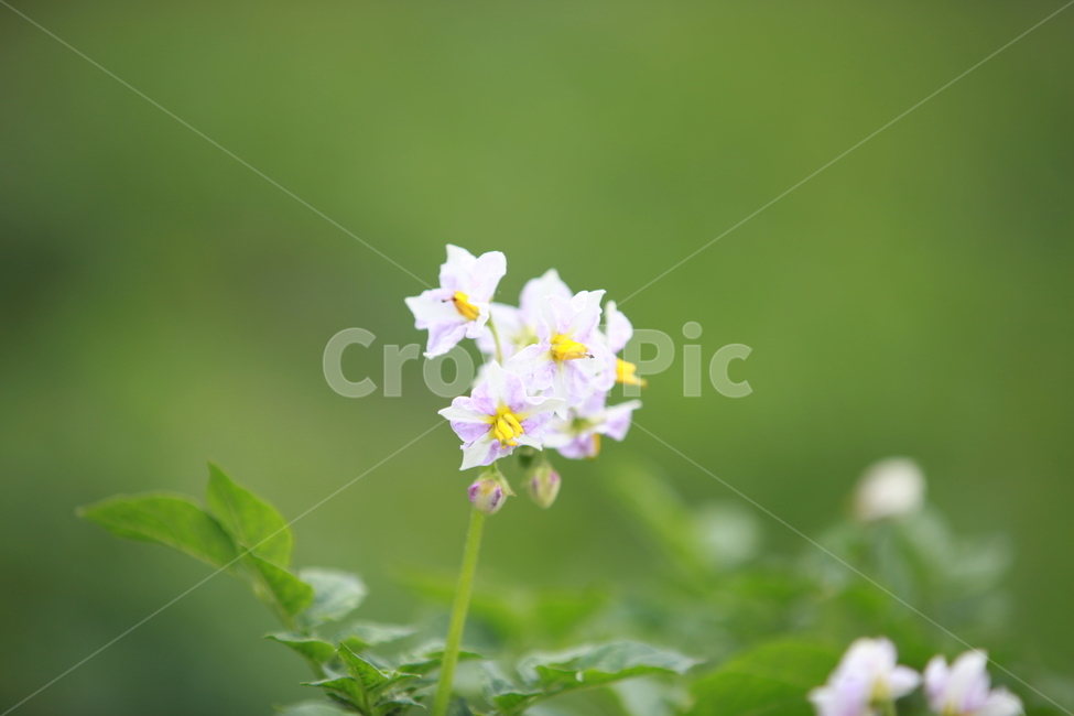 plant,식물,blossom,geranium,flower,꽃,감자꽃,용인농촌테마파크,테마,식물,자연,plants,nature,꽃,flower