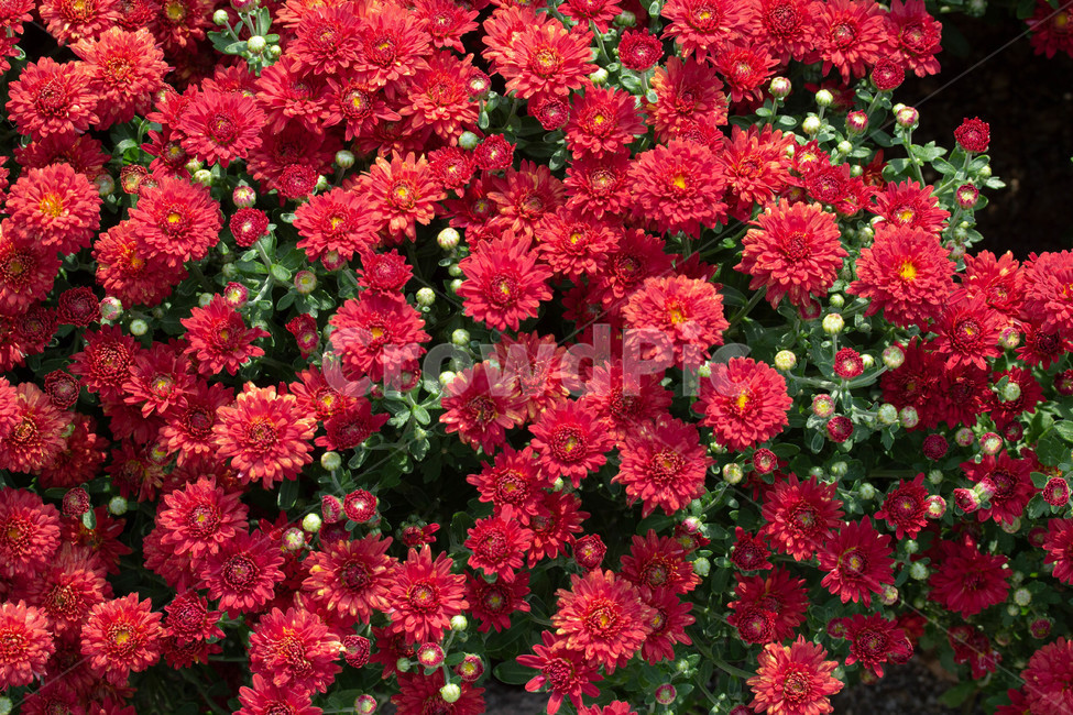 가을,야외,빨간꽃,plant,식물,제라늄,flower,꽃,blossom,화단,식물,자연,plants,nature,꽃,flower
