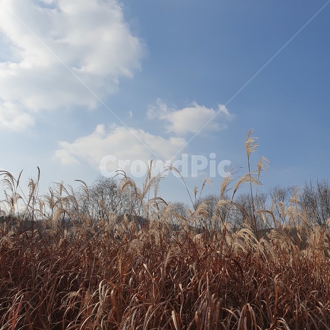 갈대,식물,plant,잔디,grass,lawn,reed,하늘,가을,구름,맑음