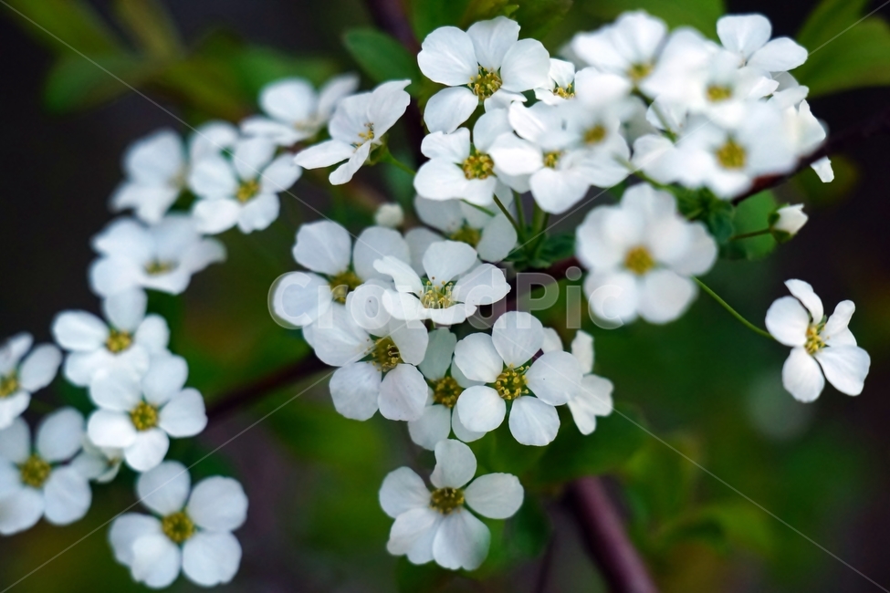 꽃,꽃사진,플라워,flower,봄,봄꽃,spring,식물,plants,자연,nature,풍경,landscape,계절,season,snap,스냅,접사,macro,closeup,클로즈업,감성사진,감성,힐링,healing,느낌,feel,feeling,꽃밭,화단,4월,April,나무,나뭇가지,tree,산조팝나무,산조팝나무꽃,한국자연,식물,자연,plants,nature,꽃,flower