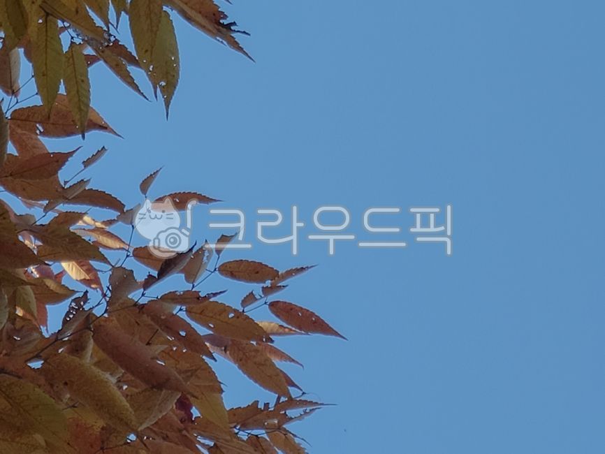 leaf, 잎, 식물, plant, 가을, 사진,이미지,일러스트,캘리그라피 - 하선하작가
