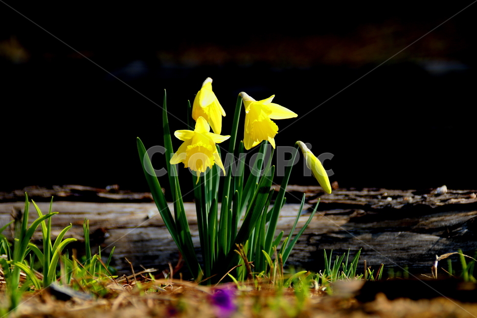 꽃,식물,봄,계절,수선화,봄,계절,spring,season,식물,자연,plants,nature,꽃,flower,plant,blossom