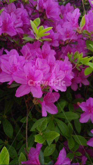 꽃,flower,식물,보라색,자연