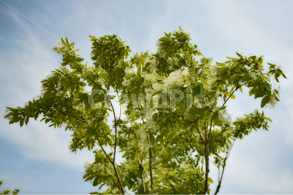 꽃,자연,접사,힐링,신선함,season,plants,nature,flower,sensible,feeling,색깔,색상,색채,색감,colorsense,colorsensitivity,feelingofcolor,감성,평온함,느낌,휴식,녹색,하늘