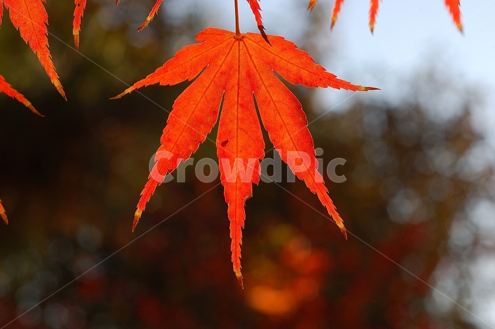 단풍,단풍잎,가을,빨강,화려함,Colorful,Autumn,계절,season,가을,계절,fall,autumn,season,식물,자연,plants,nature,leaf,잎,plant,tree,나무,maple