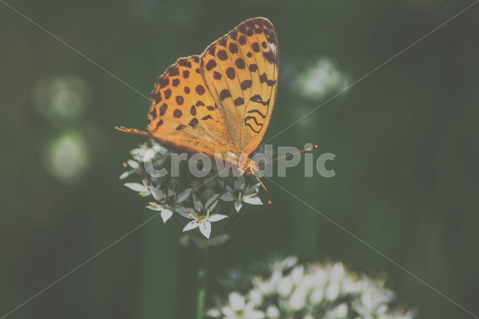 나비,곤충,나방,날개,butterfly,동물,animal,곤충,벌레,insect,bug