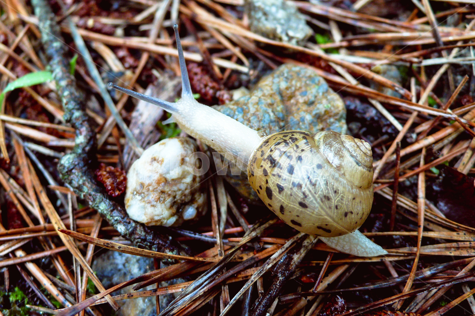 snail,slowpace,nature,woods,speed,달팽이,느린걸음,자연,숲속,속도,무척추동물,animal,동물,invertebrate