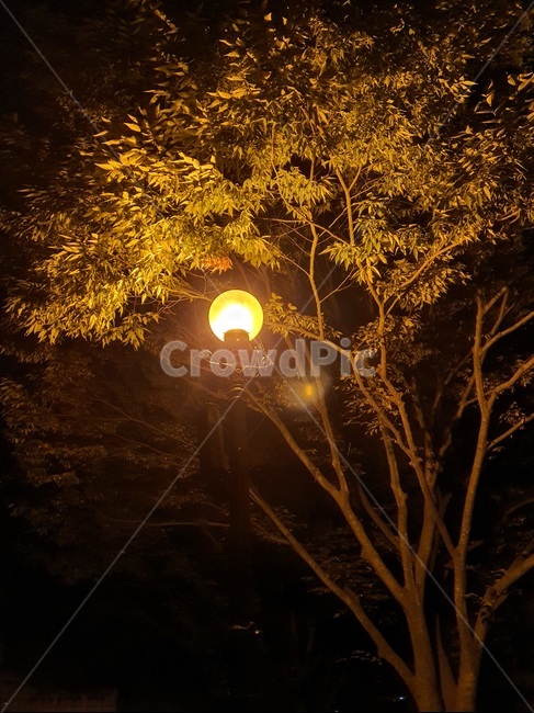 flare,플레어,빛,nature,자연,나무,식물,자연,plants,nature,나무,trees,wood