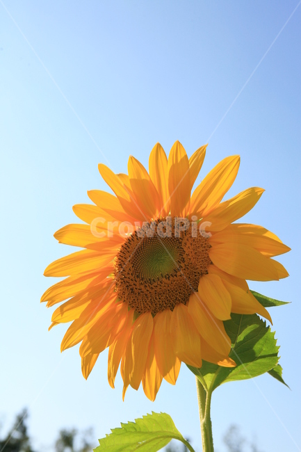 해바라기,꽃,sunflower,flower,plant,여름,파란하늘,하늘,여름하늘,노란꽃,계절,season,기다림,꽃말,자연,nature,긍정,blossom,식물,자연,plants,nature,꽃,flower