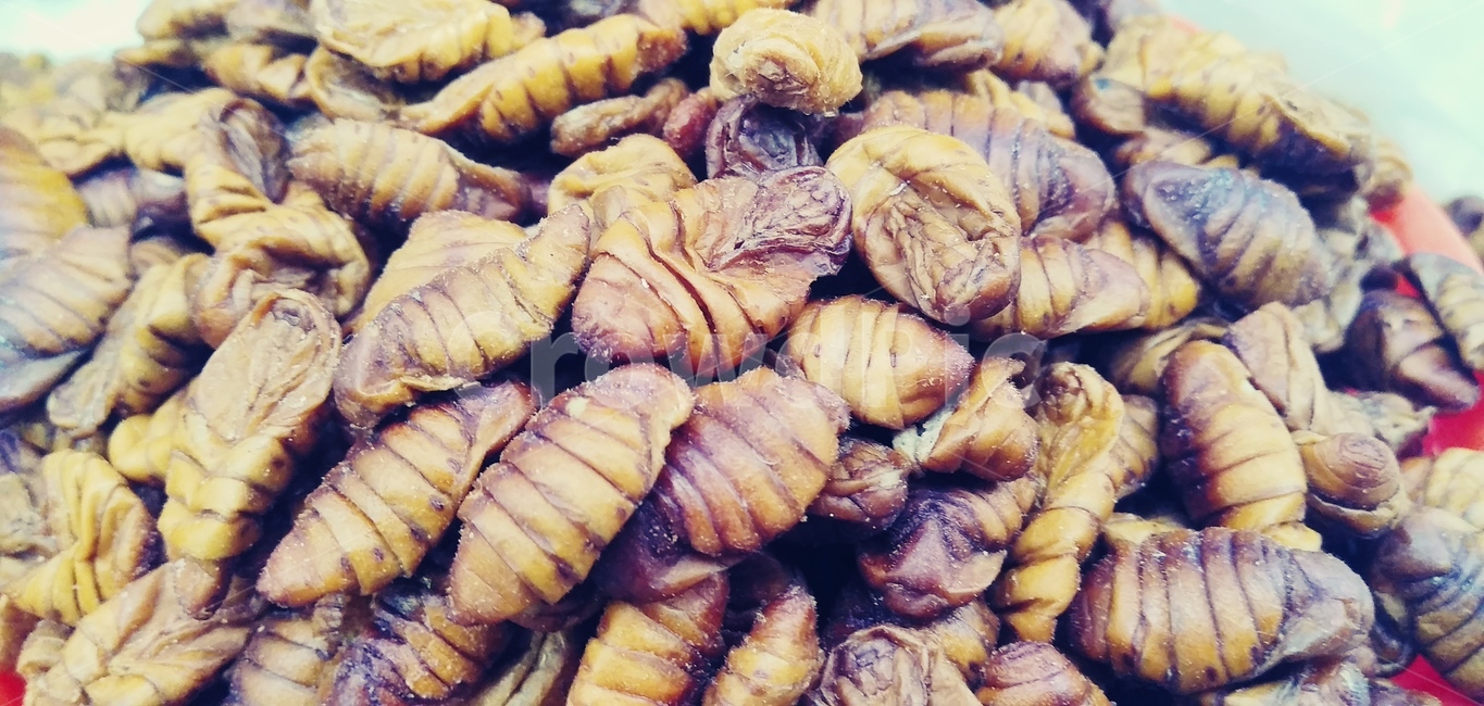 뻔데기,간식,곤충,음식,food
