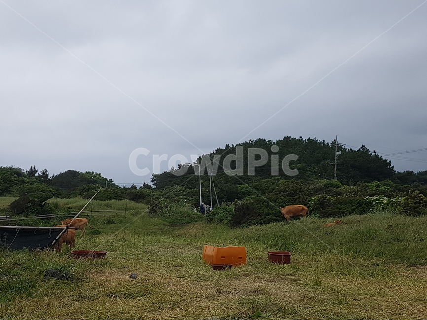 제주도,제주,하늘,들판,소,소떼,자연,풍경,nature,landscape,한국자연풍경,한국자연경관,korea nature landscape,산업,industry,industrial,목축업,목장,livestock farming,ranching,pasture,outdoors,옥외,field,들,grassland,목초지
