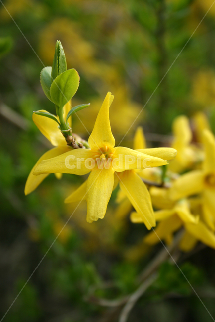 개나리,산책,봄,봄날,감성,spring,flower,풍경,식물,새싹,잎,초록,꽃,노란색,봄,계절,spring,season,식물,자연,plants,nature,꽃,flower,plant