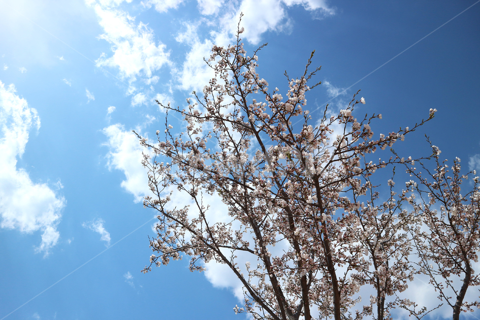 벗꽃,하늘,구름,파란,야외,sky,blue,따뜻한,백그라운드,나무,자연,봄,계절,spring,season,식물,자연,plants,nature,나무,trees,wood