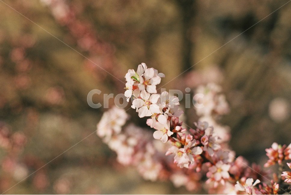 봄,벚꽃,나무,spring,cherryblossom,fm2,봄,계절,spring,season,식물,자연,plants,nature,꽃,flower,plant