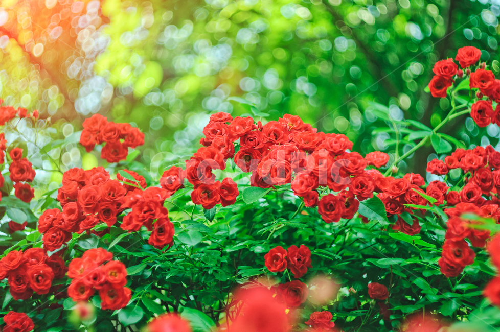 장미꽃,장미,꽃,빨강색,빨강,초록색,초록,아웃포커스,식물,자연,여름,아름다움,사랑,정열,보케,빛망울,식물,자연,plants,nature,꽃,flower