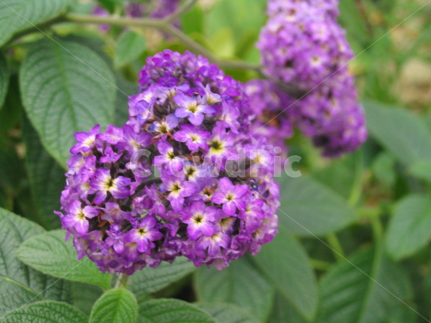 beauty,flora,freshness,branch,spring,beautiful,leaves,bloom,season,natural,violet,tree,bouquet,Botanical garden,lush,closeup,plant,forest,pine,fruit,isolated,hydrangea,agriculture,lilac,petal,grass,twig,herb,organic,macro,green,blossom,nature,leaf,flower,