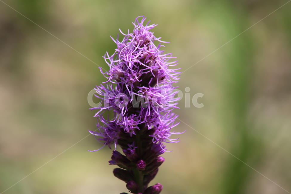리아트리스,꽃,여름,liatrisspicata,liatris